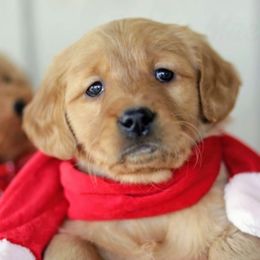 Aussiedoodles, Goldendoodles, and Golden Retrievers from Rosa Goldens & Doodles