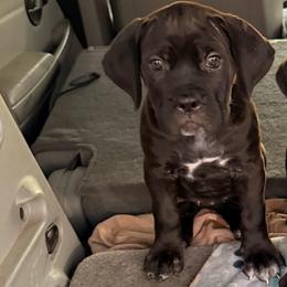 Moonpie - Black brindle female Cane Corso puppy in Ranger, Texas from Luna Rossa Cane Corso