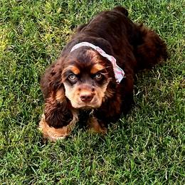 Cocker Spaniel All Grown Up from Southern Country Cockers