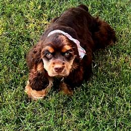 Cocker Spaniel All Grown Up from Southern Country Cockers