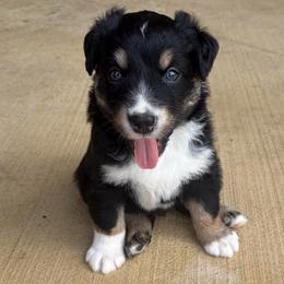 Cosmo - Black tri-color male Australian Shepherd puppy in Cypress, Texas from Cypress Aussies
