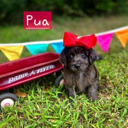 Pua - female Cavapoochon puppy in Bullard, Texas from Cavapoochon Central LLC