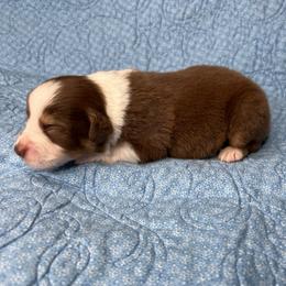 Huck - Red tri-color male Australian Shepherd puppy in Olivehurst, California from Double M Aussies