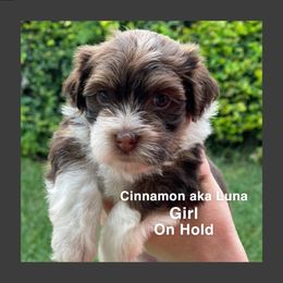 Havanese Puppies from Havareese Havanese