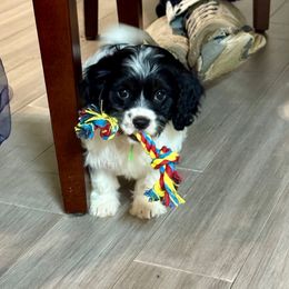 Video Tesla - Black and white male Cavapoo puppy in Eatonton, Georgia from TNT Puppies
