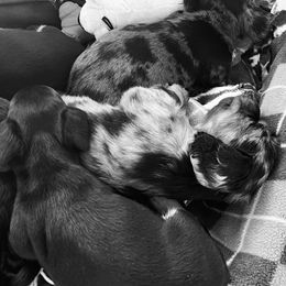 Dachshunds from Mueller’s Mini Dachshunds