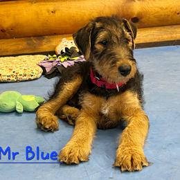 Mr Blue - Black and tan male Airedale Terrier puppy in Waco, Nebraska from Donpanaire Airedales