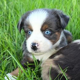 Torque - Blue merle male Miniature Australian Shepherd puppy in Paris, Texas from Blue Envy Mini Aussies