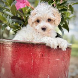 Pink collared female - Cream female Maltipoo puppy in Marshallville, Ohio from Grassy Meadow Pups