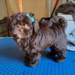 Fiona - Chocolate female Shih Tzu puppy in Memphis, Tennessee from Thorntons Fur Crew