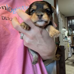 Felix - Black and tan male Yorkshire Terrier puppy in Jacksonville, Arkansas from Royal Yorkie Terrier
