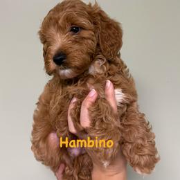 Ham - Red  male Goldendoodle puppy in Dayton, Tennessee from MK Goldendoodles
