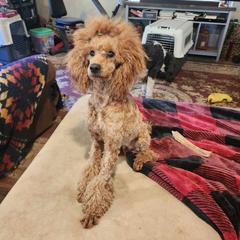Lola - Poodle