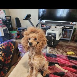 Lola - Poodle