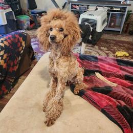 Lola - Poodle