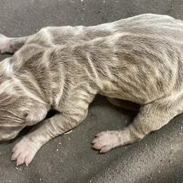 Great Dane Puppies from Texas Devine Danes