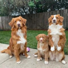 Nova Scotia Duck Tolling Retriever All Grown Up from Redmoon