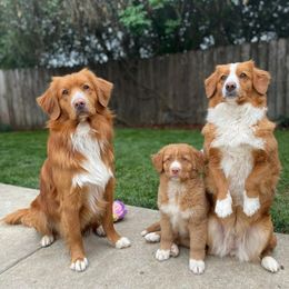 Nova Scotia Duck Tolling Retriever All Grown Up from Redmoon