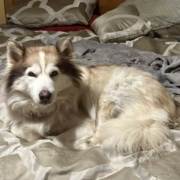 Ariel - Siberian Husky