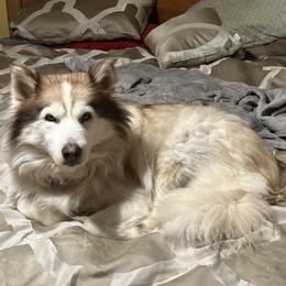 Ariel - Siberian Husky