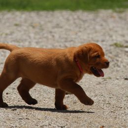 Labrador Retriever Puppies from Ivy Leash Labradors
