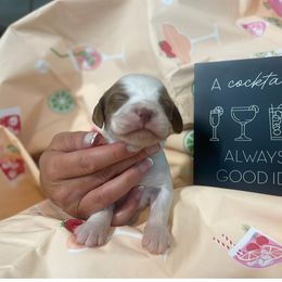 Boy 4 - male Brittany puppy in Downers Grove, Illinois from Attitude Brittanys