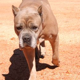 Gia - Cane Corso