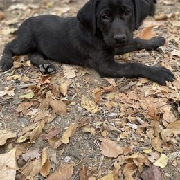 Labrador Retriever Puppies from Dinas Duck Dogs