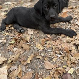 Labrador Retriever Puppies from Dinas Duck Dogs