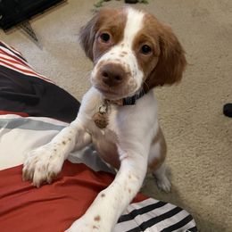 Brittany Puppies from Rabeau’s Genuine Brittany‘s