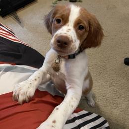 Brittany Puppies from Rabeau’s Genuine Brittany‘s