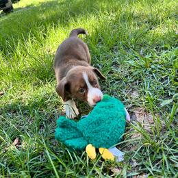 Four Roses - Liver and white female Cardigan Welsh Corgi puppy in Crystal River, Florida from Coopers Korner