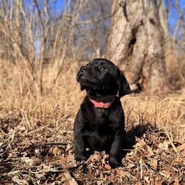 Coral Collar Female - Black female Labrador Retriever puppy in Sherrard, Illinois from Gochee Labs