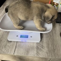 French Bulldog Puppies from Emotional Support Babies