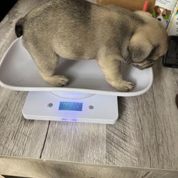 French Bulldog Puppies from Emotional Support Babies