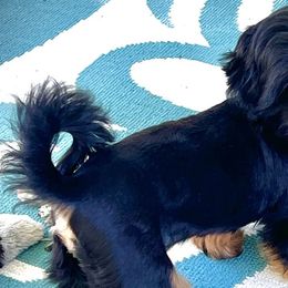Girl 2 Orange Dreamsicle - Black and tan Shih Tzu puppy in Eufaula, Alabama from Shih Tzu Show Offs