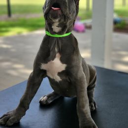 Cane Corso Puppies from Jolaw Kennel