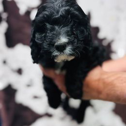 Muffin - Black and white male Cavapoo puppy in Woodleaf, North Carolina from Circle T Ranch K9s