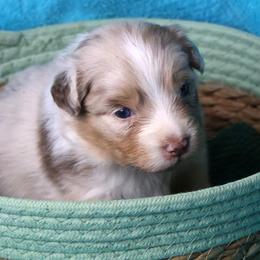 Revere - Red merle male Australian Shepherd puppy in Springville, New York from RisingStar Australian Shepherds