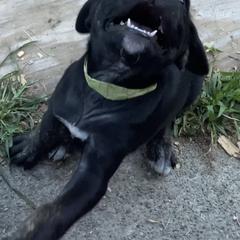Mountain Cur Puppies from Walnut Ridge Mountain Curs