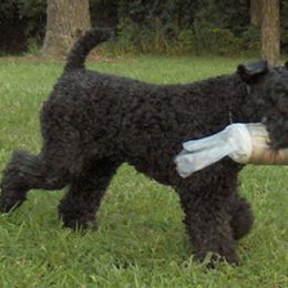 Kerry Blue Terrier All Grown Up from Cavan Kerry Blues