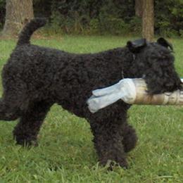 Kerry Blue Terrier All Grown Up from Cavan Kerry Blues