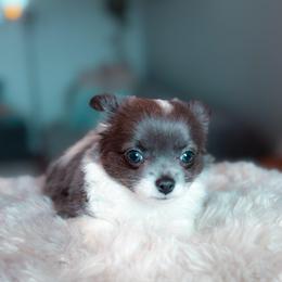 Luna - Silver and white female Chihuahua puppy in Brooklyn, New York from ,, Vajda” chihuahua club