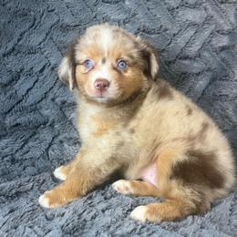 Girl 4 - Red merle female Toy Australian Shepherd puppy in Hokes Bluff, Alabama from Alegria Toy Aussies