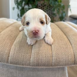 Moon - Parti male Goldendoodle puppy in Queen Creek, Arizona from Sunny Doodles