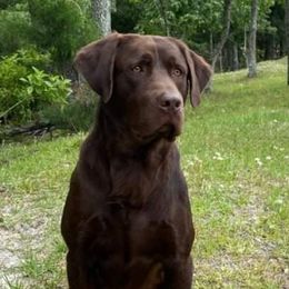 Dice - Labrador Retriever