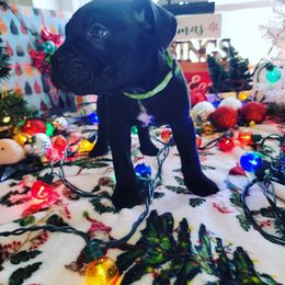 Cane Corso Puppies from Hardradas Dynasty Cane Corso