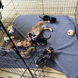 Dachshund Puppies from Witchy Woman’s Wiener’s