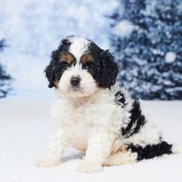 Aria - Tri-color female Cavapoo puppy in Apple Creek, Ohio from Grandeur Valley Puppies