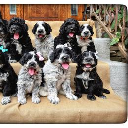 Portuguese Water Dog puppies from Yellowstone Porties